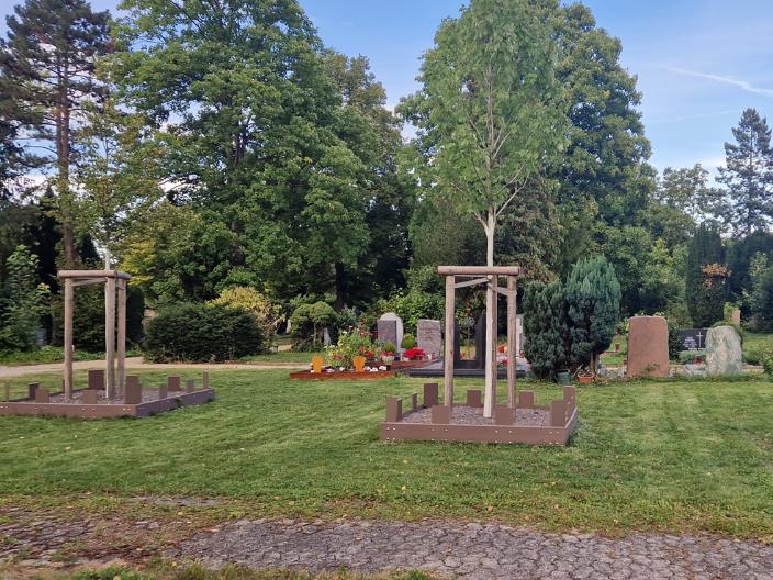 Ein gepflasterter Weg, dahinter eine gemähte Rasenfläche mit drei noch jungen aber hohen Bäumen, die Abstand haben. Um die Bäume eine mit Steinen gefüllte Fläche, mit Latten begrenzt. Im Hintergrund Gräber und große Bäume