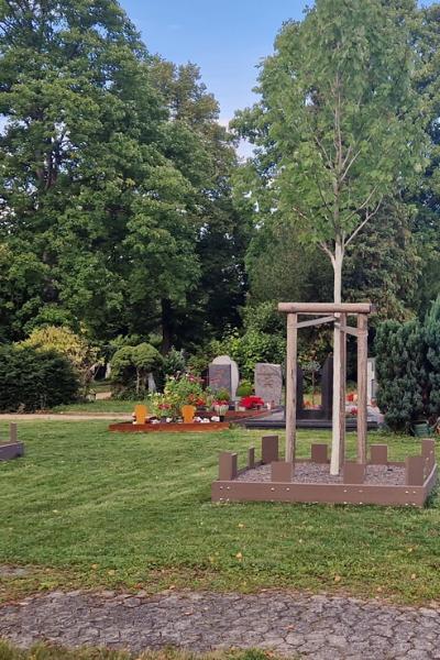 Ein gepflasterter Weg, dahinter eine gemähte Rasenfläche mit drei noch jungen aber hohen Bäumen, die Abstand haben. Um die Bäume eine mit Steinen gefüllte Fläche, mit Latten begrenzt. Im Hintergrund Gräber und große Bäume